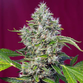 San Fernando Lemon Kush - SWEET SEEDS | TanieSianie.pl