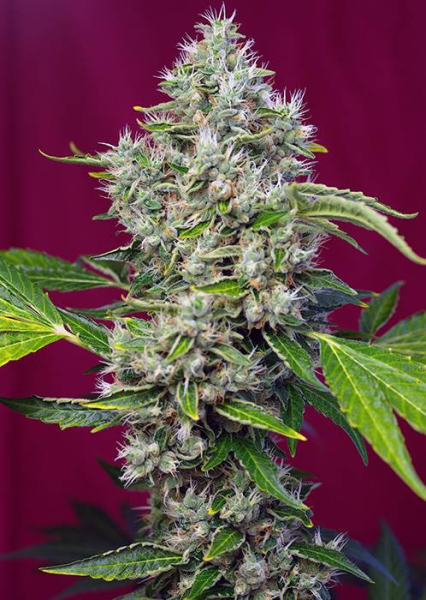 San Fernando Lemon Kush - SWEET SEEDS | TanieSianie.pl
