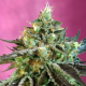 Sweet Nurse Auto CBD - SWEET SEEDS | TanieSianie.pl
