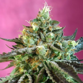 Sweet Nurse Auto CBD - SWEET SEEDS | TanieSianie.pl