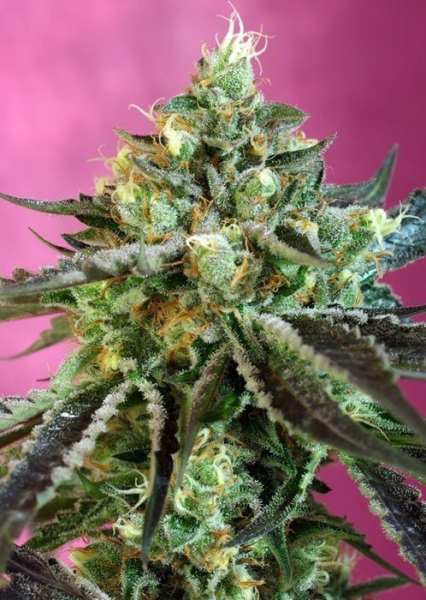 Sweet Nurse Auto CBD - SWEET SEEDS | TanieSianie.pl