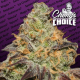 Blue Kush Berry - PARADISE SEEDS | TanieSianie.pl
