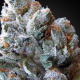 Blue Kush Berry - PARADISE SEEDS | TanieSianie.pl