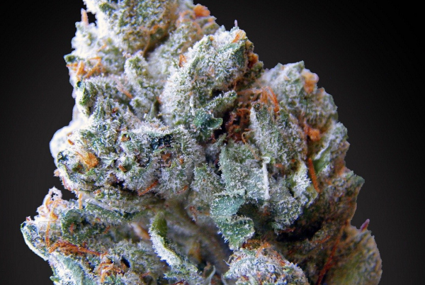 Blue Kush Berry - PARADISE SEEDS | TanieSianie.pl
