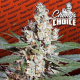 L.A. Amnesia - PARADISE SEEDS | TanieSianie.pl