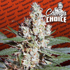 L.A. Amnesia - PARADISE SEEDS | TanieSianie.pl