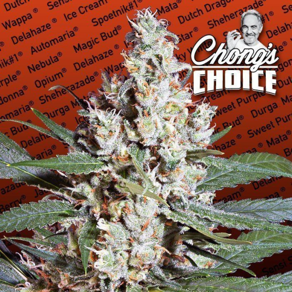 L.A. Amnesia - PARADISE SEEDS | TanieSianie.pl
