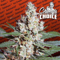 L.A. Amnesia - PARADISE SEEDS