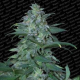 L.A. Amnesia - PARADISE SEEDS | TanieSianie.pl