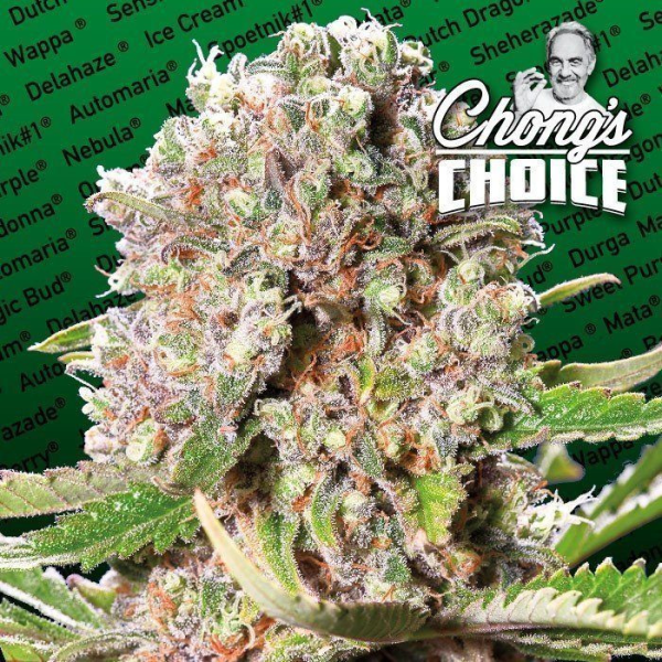 Mendocino Skunk - PARADISE SEEDS | TanieSianie.pl