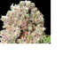 Mendocino Skunk - PARADISE SEEDS | TanieSianie.pl
