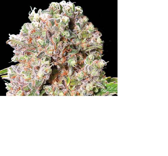 Mendocino Skunk - PARADISE SEEDS | TanieSianie.pl