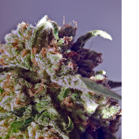 CBD + Black Widow - POSITRONICS | TanieSianie.pl