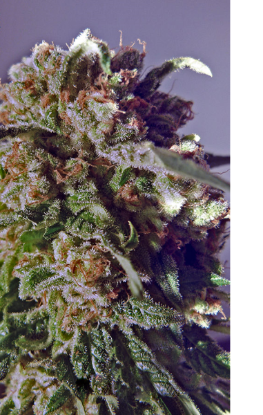CBD + Black Widow - POSITRONICS | TanieSianie.pl
