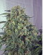 CBD + Caramelice - POSITRONICS | TanieSianie.pl