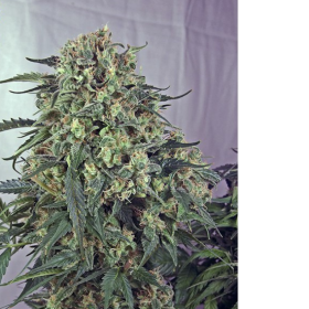 CBD + Caramelice - POSITRONICS | TanieSianie.pl