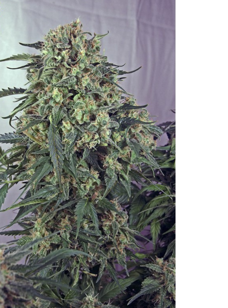 CBD + Caramelice - POSITRONICS | TanieSianie.pl