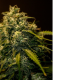 CBD + Jack Diesel - POSITRONICS | TanieSianie.pl