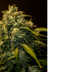 CBD + Jack Diesel - POSITRONICS | TanieSianie.pl