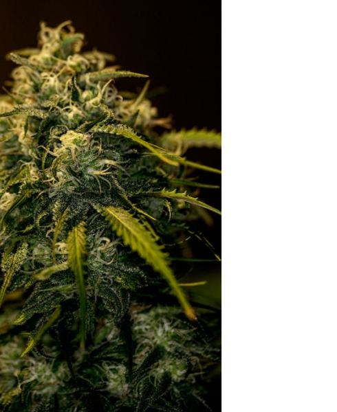 CBD + Jack Diesel - POSITRONICS | TanieSianie.pl