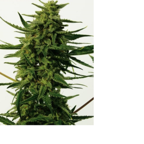 CBD + Critical #47 - POSITRONICS | TanieSianie.pl