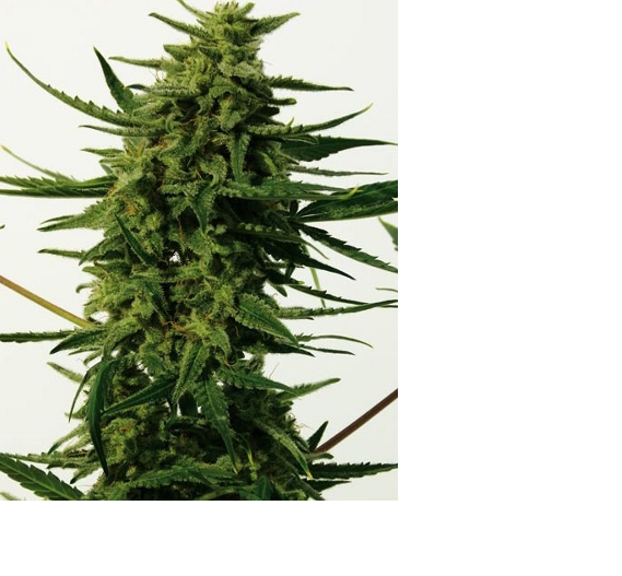 CBD + Critical #47 - POSITRONICS | TanieSianie.pl