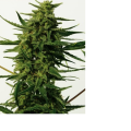 CBD + Critical #47 - POSITRONICS