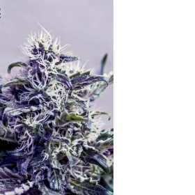 Kush Express - POSITRONICS | TanieSianie.pl