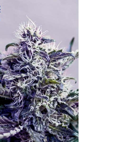 Kush Express - POSITRONICS | TanieSianie.pl