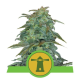 Royal Haze Automatic - ROYAL QUEEN SEEDS | TanieSianie.pl