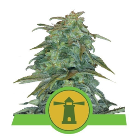 Royal Haze Automatic - ROYAL QUEEN SEEDS | TanieSianie.pl