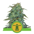 Royal Haze Automatic - ROYAL QUEEN SEEDS