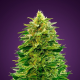 Amnesia - ADVANCED SEEDS | TanieSianie.pl