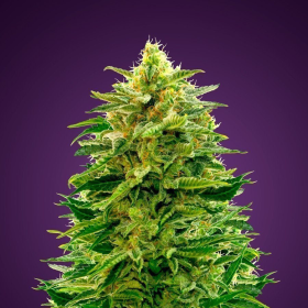 Amnesia - ADVANCED SEEDS | TanieSianie.pl