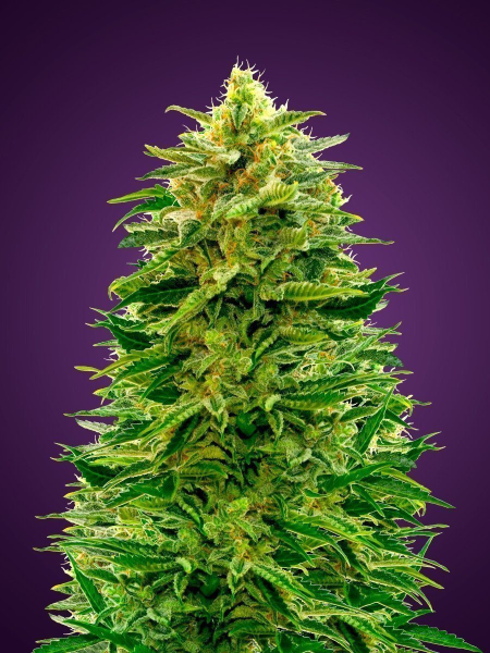 Amnesia - ADVANCED SEEDS | TanieSianie.pl
