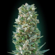 Heavy Bud - ADVANCED SEEDS | TanieSianie.pl