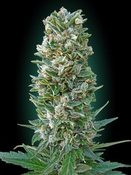Heavy Bud - ADVANCED SEEDS | TanieSianie.pl