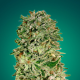 Shark Widow CBD - ADVANCED SEEDS | TanieSianie.pl