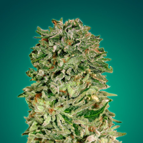 Shark Widow CBD - ADVANCED SEEDS | TanieSianie.pl