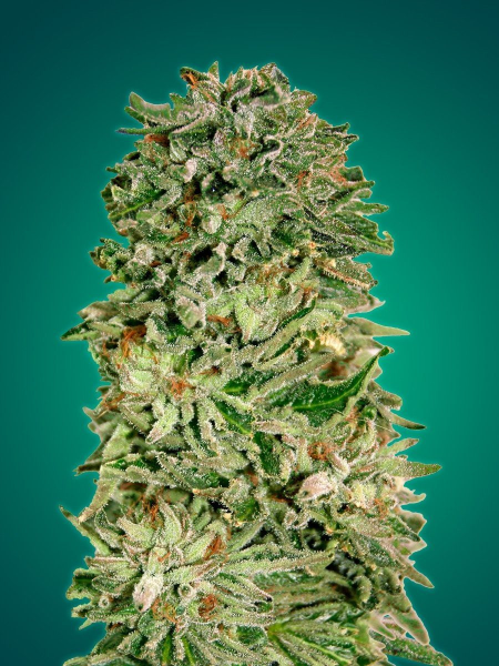 Shark Widow CBD - ADVANCED SEEDS | TanieSianie.pl