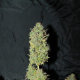 Auto White Widow - 00 SEEDS BANK | TanieSianie.pl