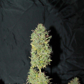 Auto White Widow - 00 SEEDS BANK | TanieSianie.pl