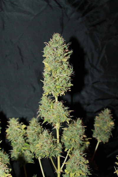 Auto White Widow - 00 SEEDS BANK | TanieSianie.pl