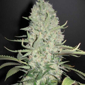 White Widow - 00 SEEDS BANK | TanieSianie.pl