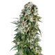 Big Bud Automatic - SENSI SEEDS | TanieSianie.pl