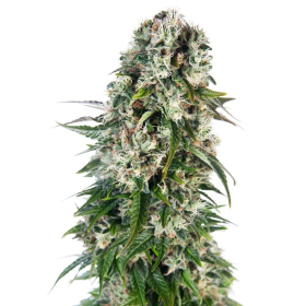 Big Bud Automatic - SENSI SEEDS | TanieSianie.pl