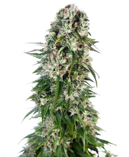 Big Bud Automatic - SENSI SEEDS | TanieSianie.pl