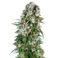Big Bud Automatic - SENSI SEEDS