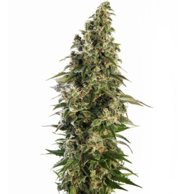 Afghani #1 Automatic - SENSI SEEDS | TanieSianie.pl