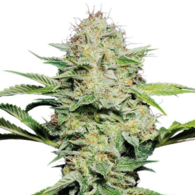 Shiva Skunk Automatic - SENSI SEEDS | TanieSianie.pl